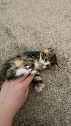kitten