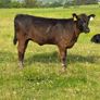 3yr Old Organic Angus Stock Bull Image 5