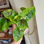 Syngonium Brown Lava rooted plant Image 4