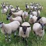 Sheep show and sale Image 9