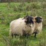 Blackface rams Image 2