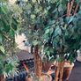 decorative trees Image 2