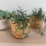 Set of 3 Plant Pots & Artificial Plants Image 4