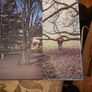 Wood. By Andy Goldsworthy. First Edition Very Large Hardback With Dustjacket In Good Condition   See Photos For Same Image 7