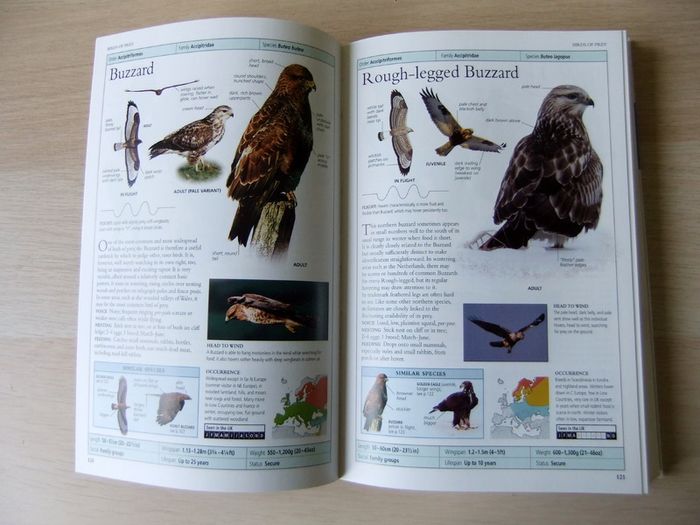 DK Birds