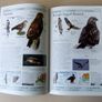 DK Birds Image 7