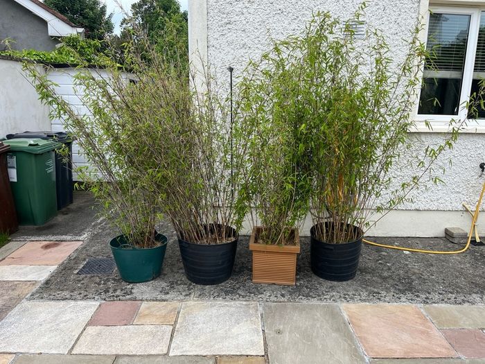 4x Beautiful, Large Clumping Bamboo (Fargesia) - 5 - 6 ft - Instant Privacy