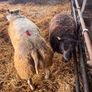 Super pedigree 5 star rams for sale Image 7