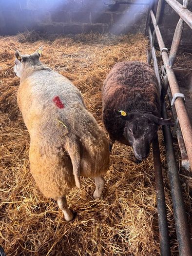 Super pedigree 5 star rams for sale