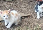kittens for adoption