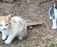 kittens for adoption