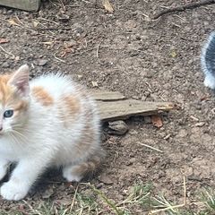kittens for adoption