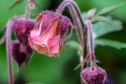 Geum Rivale (Water Avens)