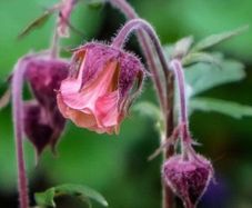 Geum Rivale (Water Avens)