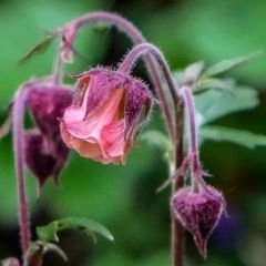 Geum Rivale (Water Avens)