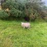 9 Young x bred sheep and 3 ewe lambs. Image 9