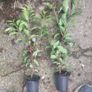 Portuguese Laurel Image 5