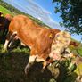 Simmental bull Image 3