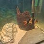 220l fish tank Image 6