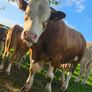 Simmental bull Image 2