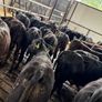 Aberdeen Angus Bulls Image 9