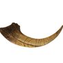 1/1  copy of a prehistoric megaraptor claw Image 5