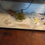 Fish Tank Image 3