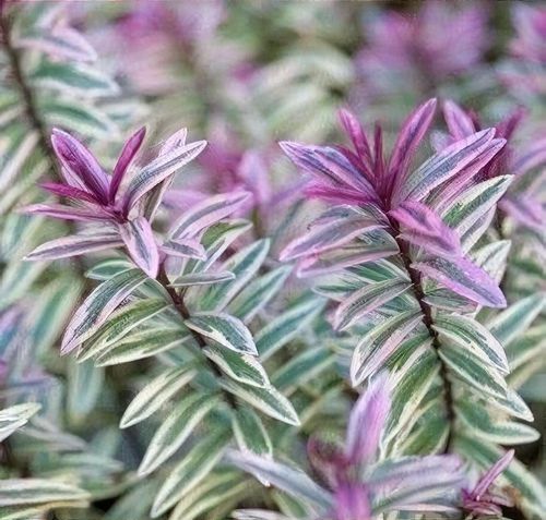 plants