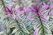 plants