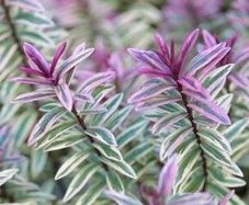 plants