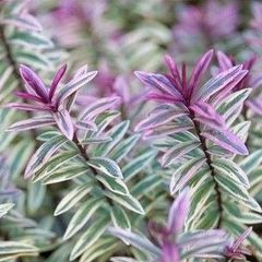 plants
