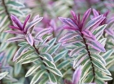plants