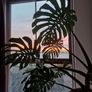 Large monstera deliciosa Image 3