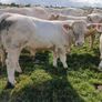 PBR Charolais bulls Image 6