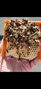 Queen bees mated and non mated as well