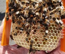 Queen bees mated and non mated as well