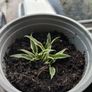 Spider plant Image 5