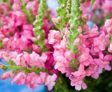 (S) Snapdragon Kimosy seeds 0.1g (415564)