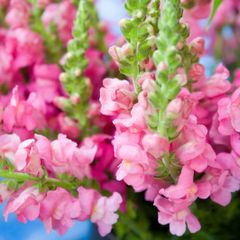 (S) Snapdragon Kimosy seeds 0.1g (415564)