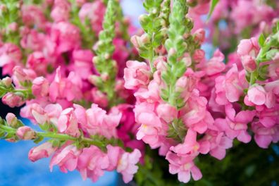 (S) Snapdragon Kimosy seeds 0.1g (415564)