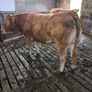 Springing heifers Image 6