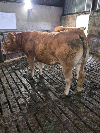 Springing heifers