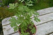 Lemon geranium