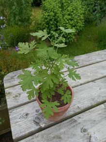 Lemon geranium