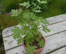 Lemon geranium