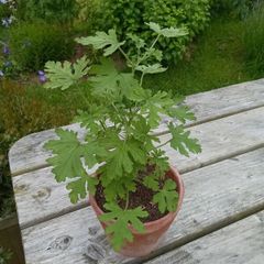 Lemon geranium