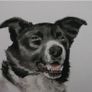 Watercolour pet portraits Image 4