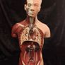 Vintage human anatomical torso model Image 7