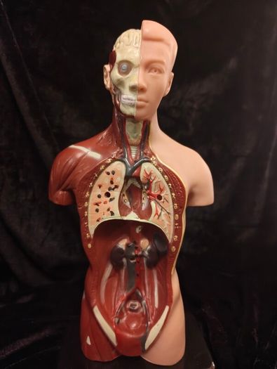 Vintage human anatomical torso model