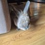 rabbit Image 2